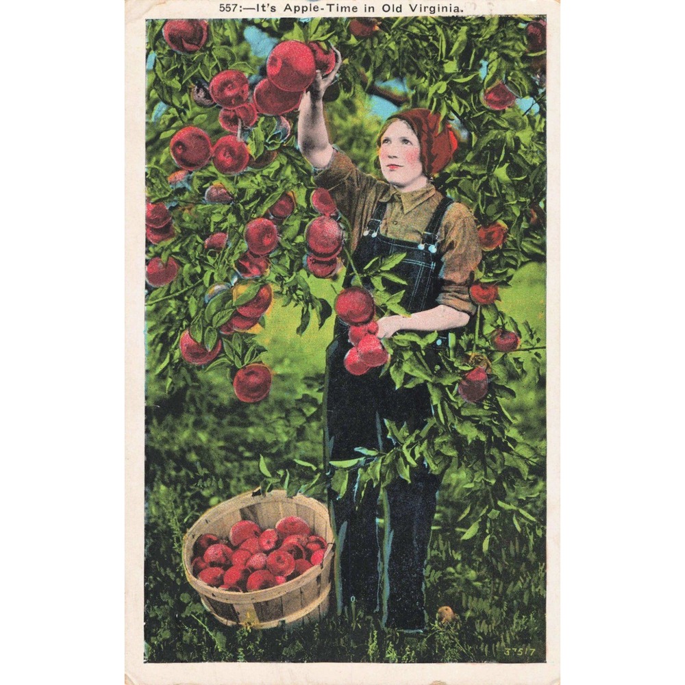 Vintage 1936 Apple Time in Old Virginia Linen Postcard Winchester VA Picking